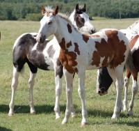 American Paint horse American Paint horse